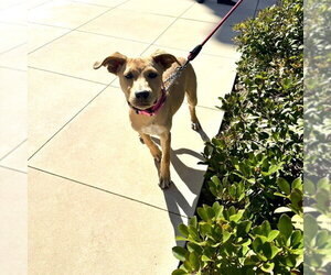 Trixie - Female Labrador Retriever-Unknown Mix Dog for Adoption - Photo #7