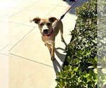 Small Photo #7 Labrador Retriever-Unknown Mix Puppy For Sale in San Juan Capistrano, CA, USA