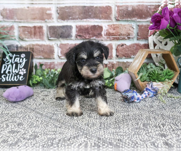 Medium Photo #3 Schnauzer (Miniature) Puppy For Sale in SYRACUSE, IN, USA