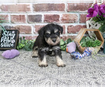 Small #2 Schnauzer (Miniature)