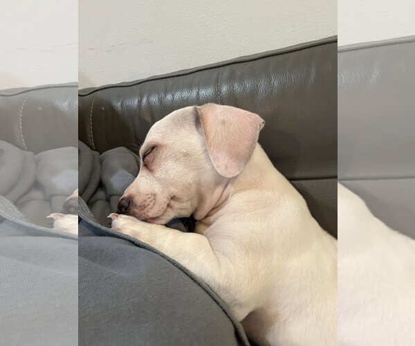 Medium Photo #4 Chiweenie Puppy For Sale in Sandy, UT, USA