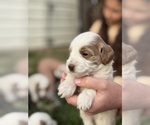 Puppy Puppy 3 Goldendoodle (Miniature)