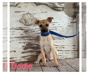 Mutt Dogs for adoption in Carrollton, TX, USA