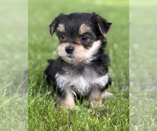 Medium Photo #8 Morkie Puppy For Sale in ROCK STREAM, NY, USA