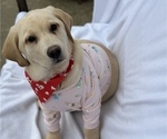 Small Photo #13 Labrador Retriever Puppy For Sale in SEATTLE, WA, USA