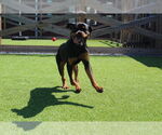 Small #1 Rottweiler