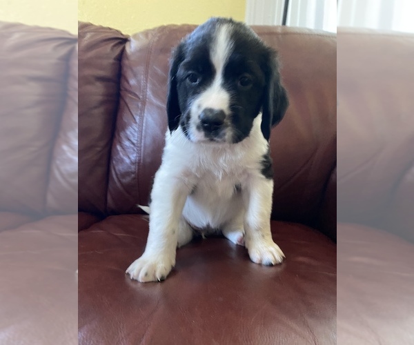 Medium Photo #16 Saint Berdoodle-Saint Bernard Mix Puppy For Sale in BEAVER FALLS, PA, USA