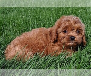 Cavapoo Puppy for sale in FREDERICKSBURG, OH, USA