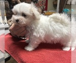 Small #1 Maltese