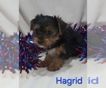 Small #1 Yorkshire Terrier