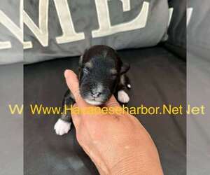 Havanese Puppy for sale in MBORO, TN, USA
