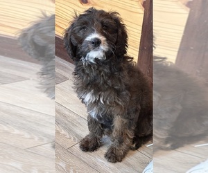 Cavapoo Puppy for sale in ITASCA, TX, USA