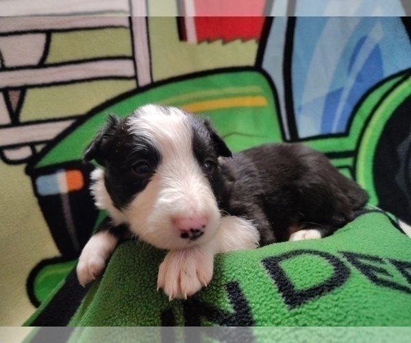 Medium Photo #302 Border Collie Puppy For Sale in NORBORNE, MO, USA