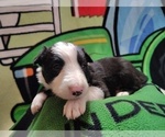 Small Photo #302 Border Collie Puppy For Sale in NORBORNE, MO, USA