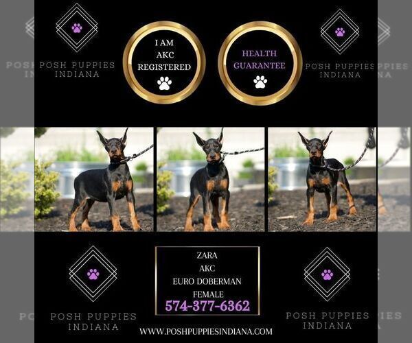 Medium Photo #6 Doberman Pinscher Puppy For Sale in WARSAW, IN, USA