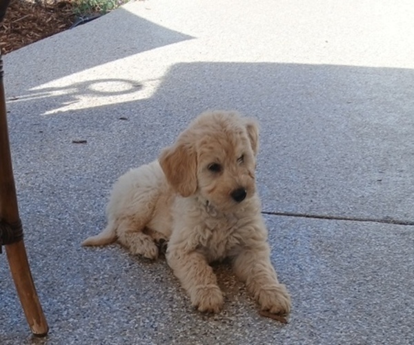 Medium Photo #35 Schnoodle (Giant) Puppy For Sale in ANDERSON, CA, USA
