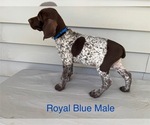 Small #6 German Shorthaired Pointer
