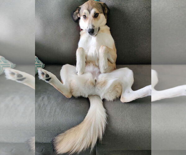 Medium Photo #3 Mutt Puppy For Sale in Boston, MA, USA