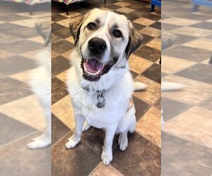 Great Pyrenees-Saint Bernard Mix Dogs for adoption in Minneapolis, MN, USA