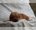 Small #9 Labrador Retriever