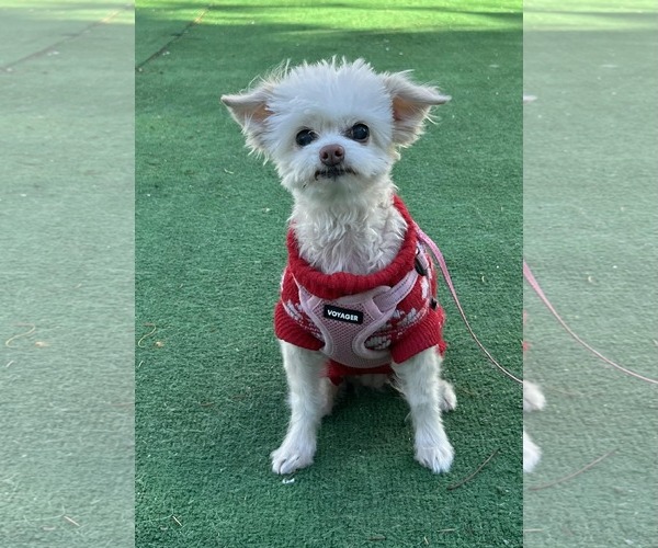 Medium Photo #1 Malchi Puppy For Sale in Gibbstown, NJ, USA