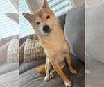 Small #4 Shiba Inu