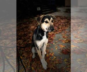 German Shepherd Dog-Unknown Mix Dogs for adoption in Hayward, CA, USA
