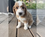 Small Bernedoodle-Poodle (Miniature) Mix