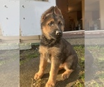 Small Photo #18 German Shepherd Dog Puppy For Sale in UNIVERSITY PL, WA, USA