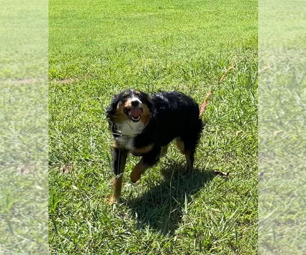 Medium Photo #4 Australian Shepherd Puppy For Sale in Claremore, OK, USA