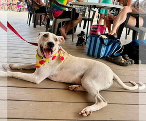 American Pit Bull Terrier-Unknown Mix Dogs for adoption in Germantown, OH, USA