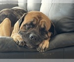Small Photo #20 Mastiff Puppy For Sale in MIDDLETOWN, DE, USA