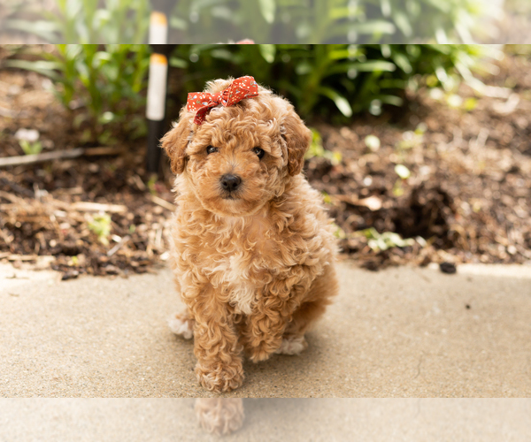 Medium Photo #1 Poodle (Miniature) Puppy For Sale in NAPPANEE, IN, USA