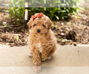 Poodle (Miniature) Puppy for sale in NAPPANEE, IN, USA