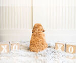 Small Photo #7 Poodle (Toy) Puppy For Sale in WARSAW, IN, USA