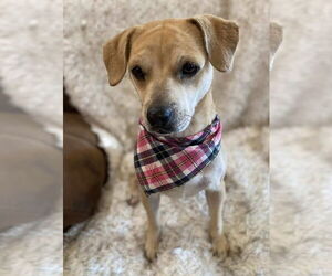 Mutt Dogs for adoption in Oakhurst, NJ, USA