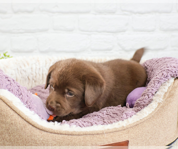 Medium Photo #2 Labrador Retriever Puppy For Sale in SYRACUSE, IN, USA