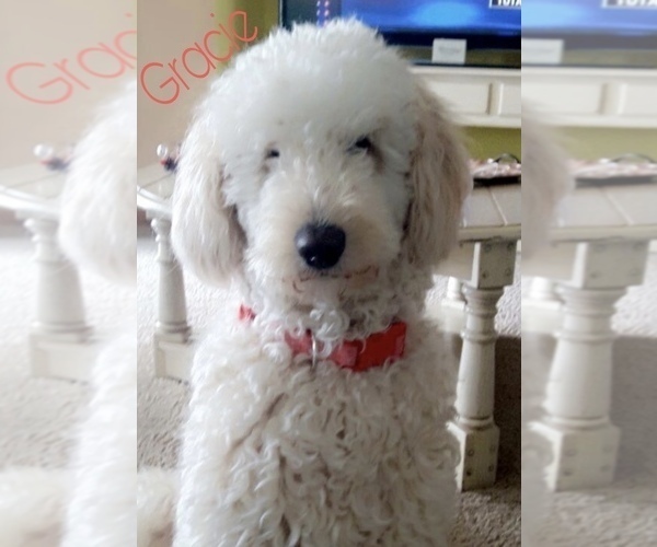 Medium Photo #1 Goldendoodle (Miniature) Puppy For Sale in SHERMAN, IL, USA