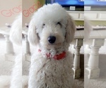 Small Photo #1 Goldendoodle (Miniature) Puppy For Sale in SHERMAN, IL, USA