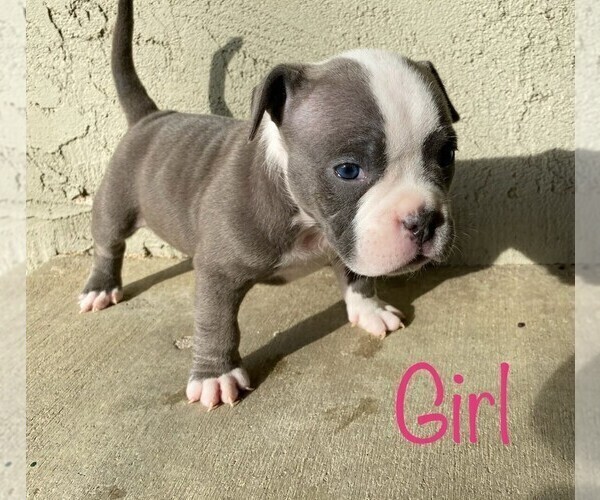 Medium Photo #5 American Bully Puppy For Sale in VACAVILLE, CA, USA