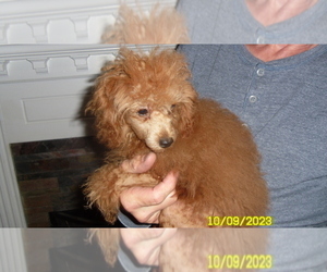 Poodle (Toy) Puppy for sale in DULUTH, GA, USA