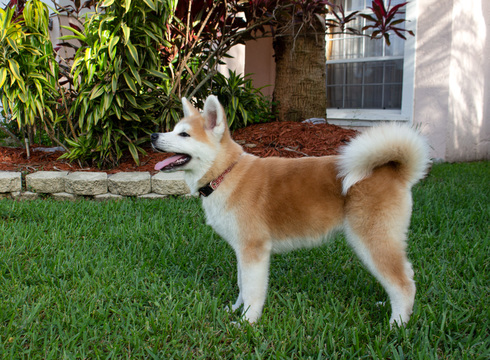 Medium Photo #1 Akita Puppy For Sale in POMPANO BEACH, FL, USA