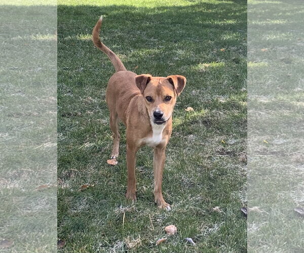 Medium Photo #3 Mutt Puppy For Sale in Polson, MT, USA