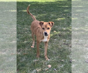 Kit - Male Mutt Dog for Adoption - Photo #3