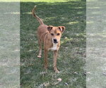 Small Photo #3 Mutt Puppy For Sale in Polson, MT, USA