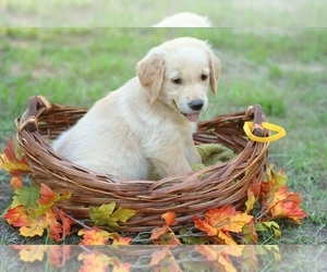 Golden Retriever Puppy for Sale in OMAHA, Texas USA