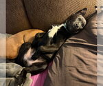 Small #5 Labrador Retriever Mix