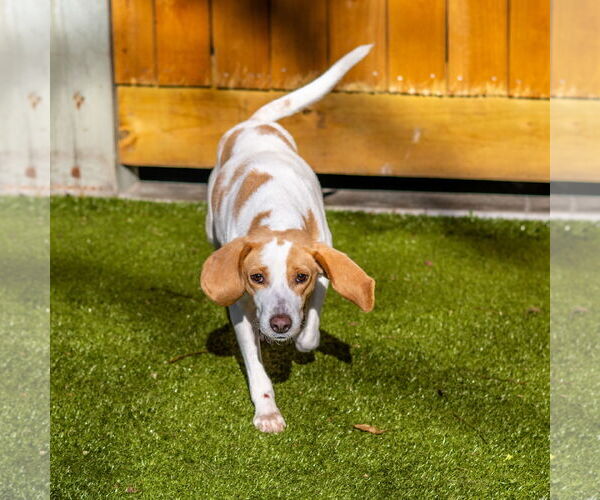 Medium Photo #1 Mutt Puppy For Sale in Hilton Head, SC, USA