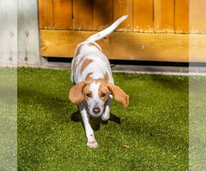 Mutt Dogs for adoption in Hilton Head, SC, USA