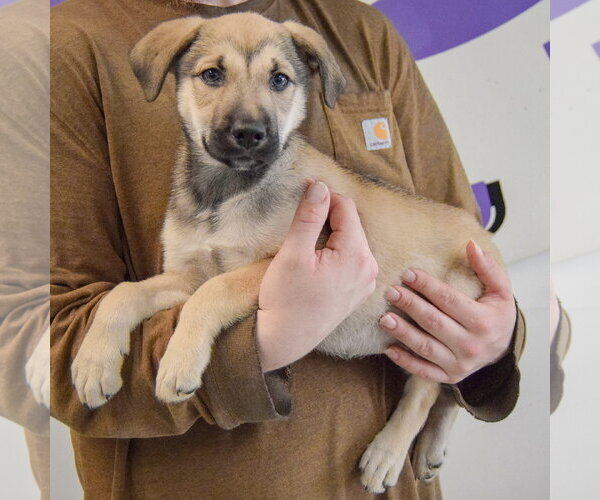 Medium Photo #2 Gerberian Shepsky Puppy For Sale in Huntley, IL, USA